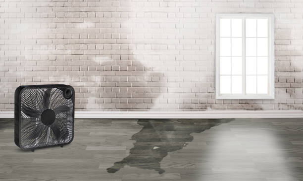Best Water damage cleanup near me  in West Odessa, TX